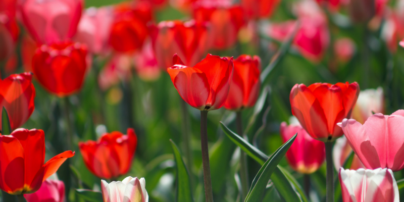 Photo of red flowers.